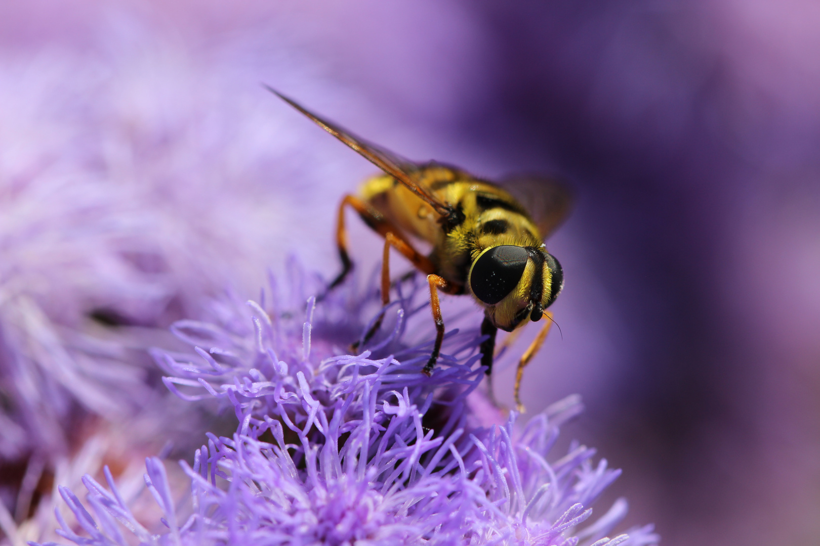 insects breakfast