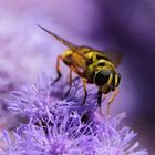 insects breakfast