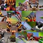 Insects created with artificial intelligence.