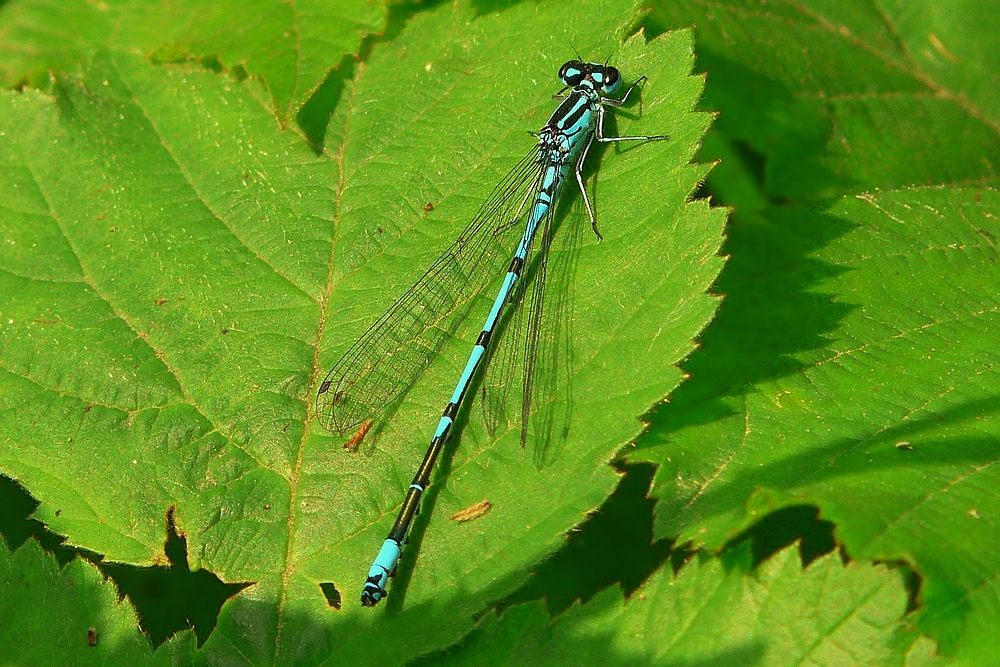 Insects in my back garden (1) : Azure Damselfly