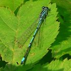 Insects in my back garden (1) : Azure Damselfly