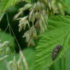 Insects in my back garden (2) : Larva of Seven-Spot Ladybird