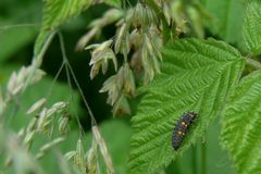 Insects in my back garden (2) : Larva of Seven-Spot Ladybird