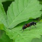 Insects in my back garden (3) : Spider Wasp