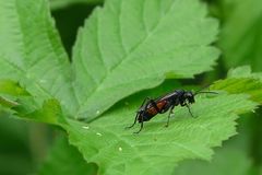 Insects in my back garden (3) : Spider Wasp