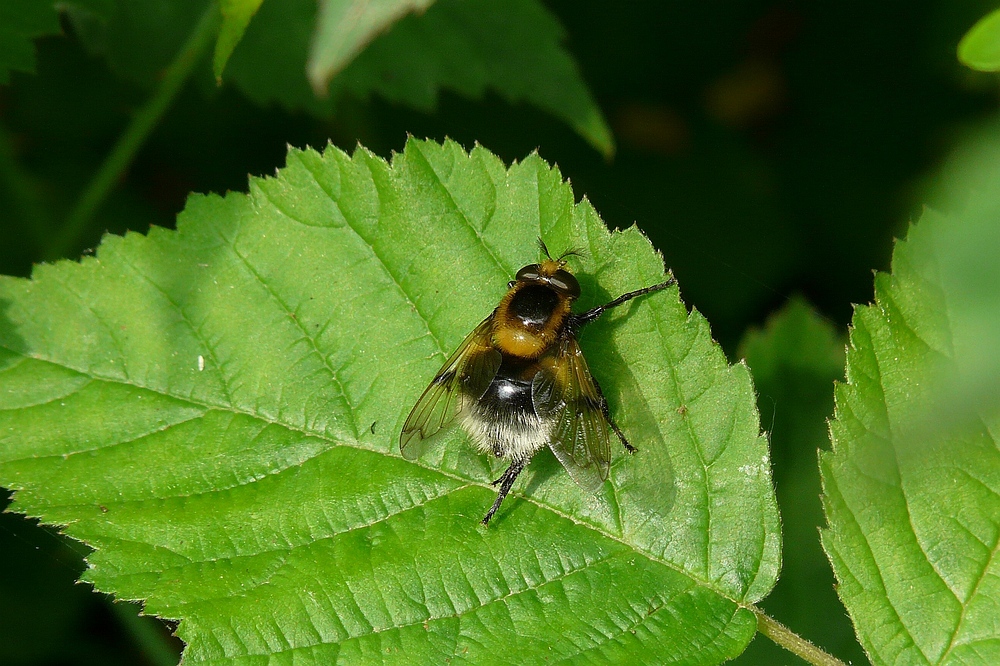 Insects in my back garden (4) : Volucella bombylans