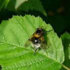 Insects in my back garden (4) : Volucella bombylans