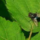 Insects in my back garden (5) : Blue bottle fly