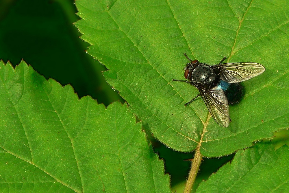 Insects in my back garden (5) : Blue bottle fly