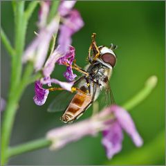 Insectus unbekanntus