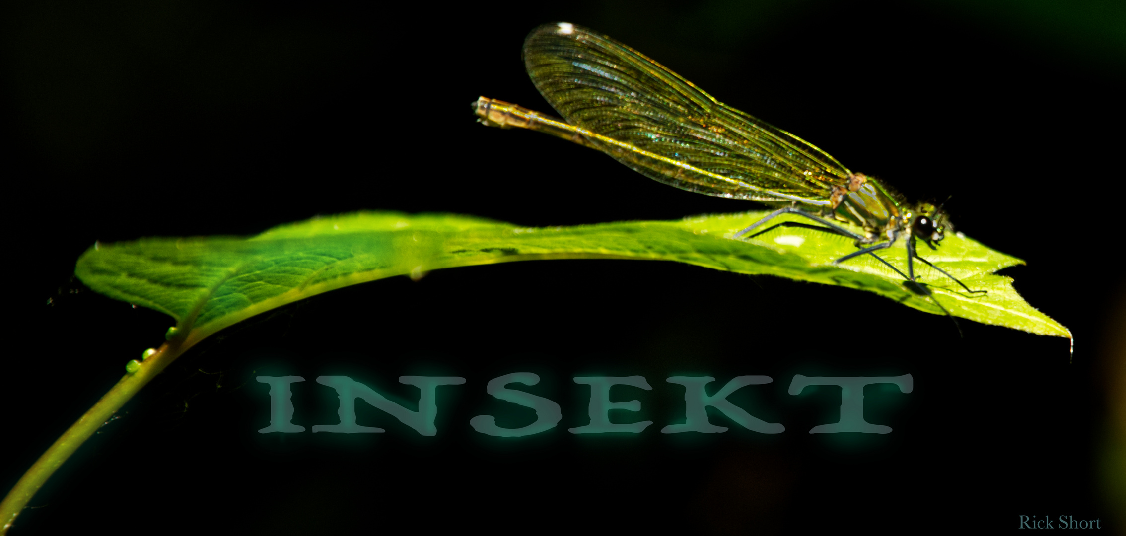 Insekt 2