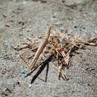 Insekt am Strand