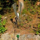 Insekt am Waldrand im Skulpturenpark Klute-Waldemai in Schmallenberg-Niedersorpe