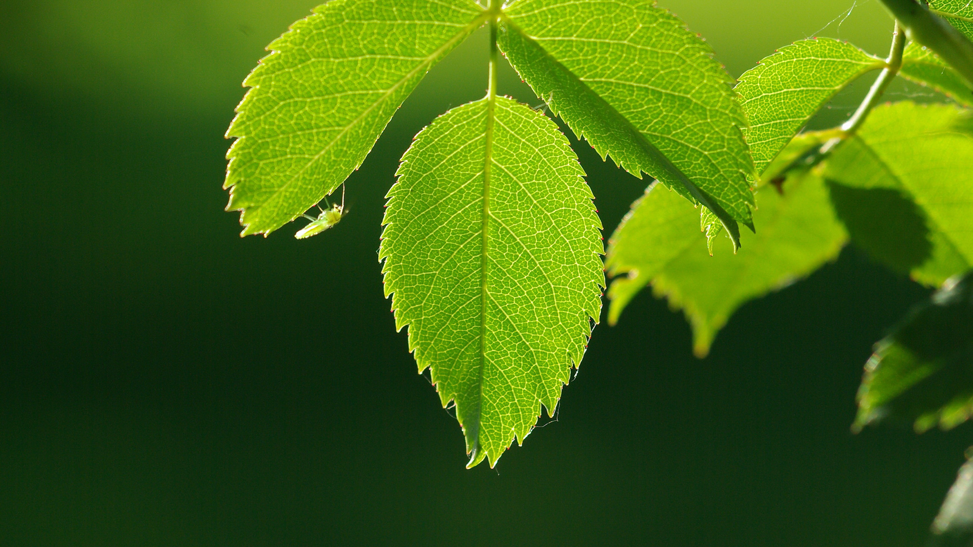 Insekt an Blatt