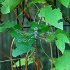 Insekt an der Clematis