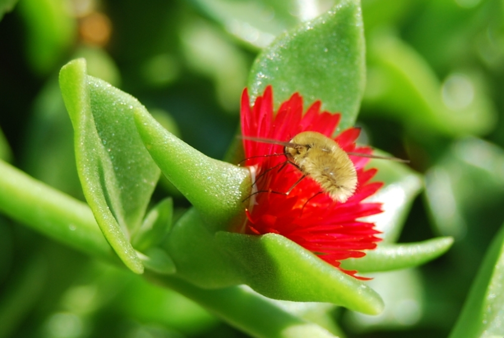 Insekt an einer Blüte