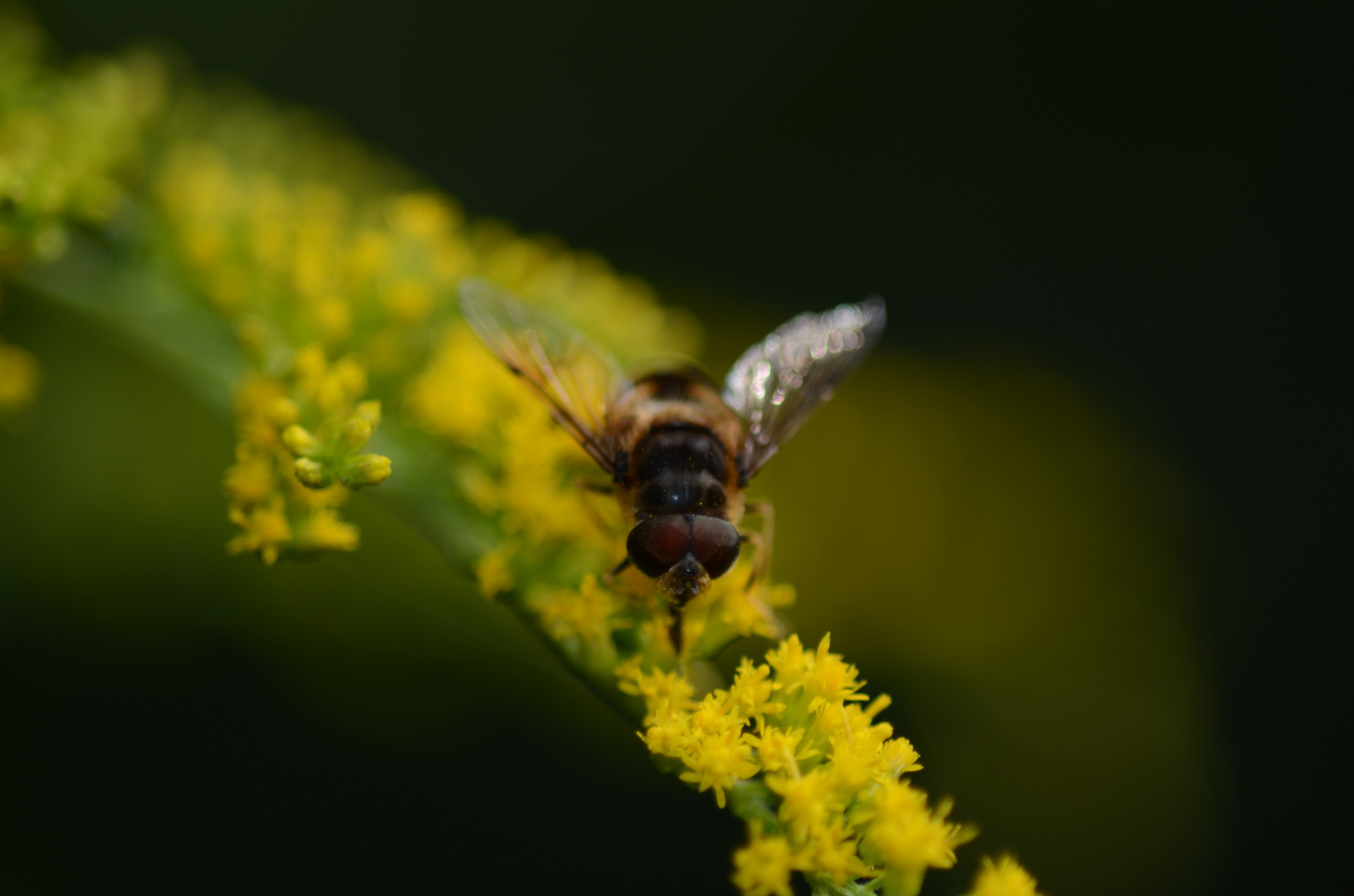 Insekt an gelben Blüten