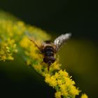 Insekt an gelben Blüten