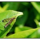 Insekt auf Blatt