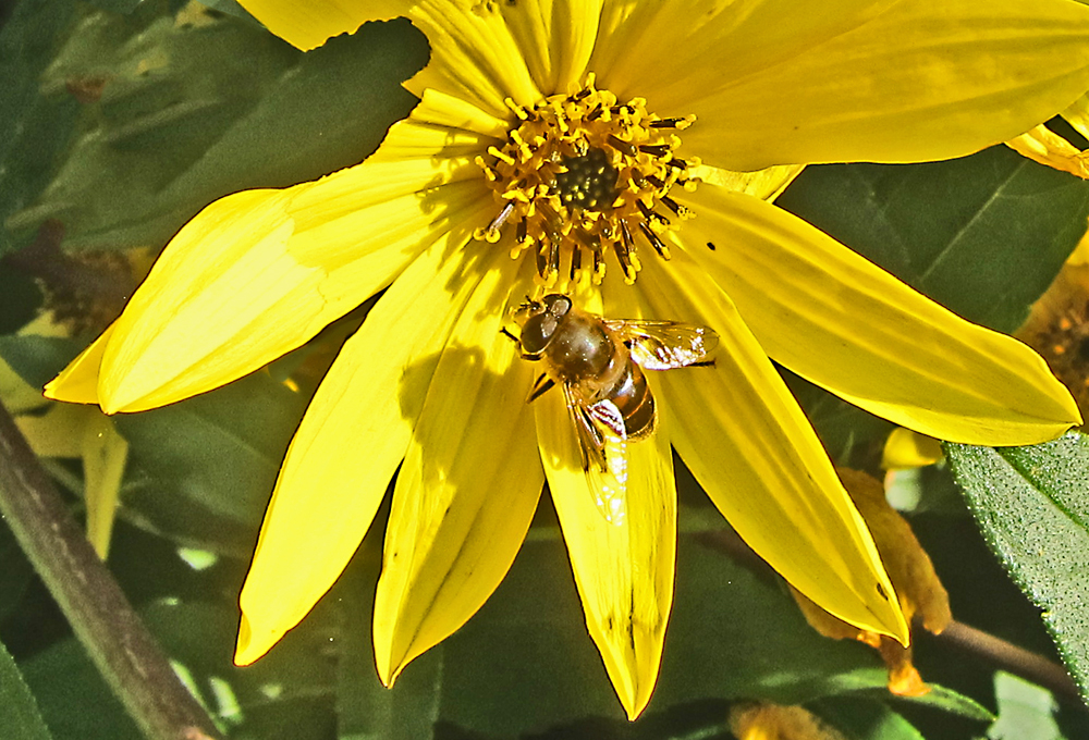 Insekt auf Blüte