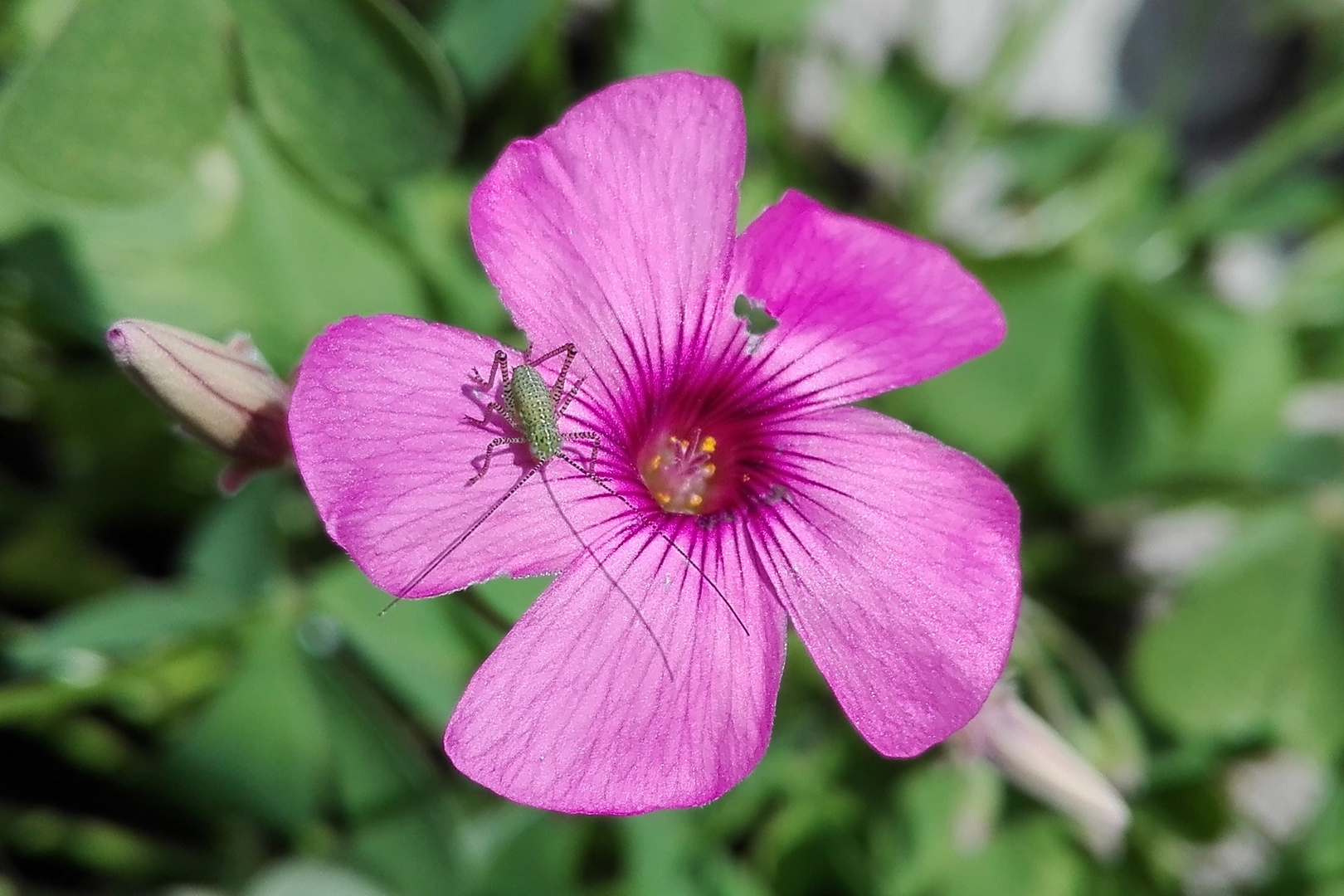 Insekt auf Blüte