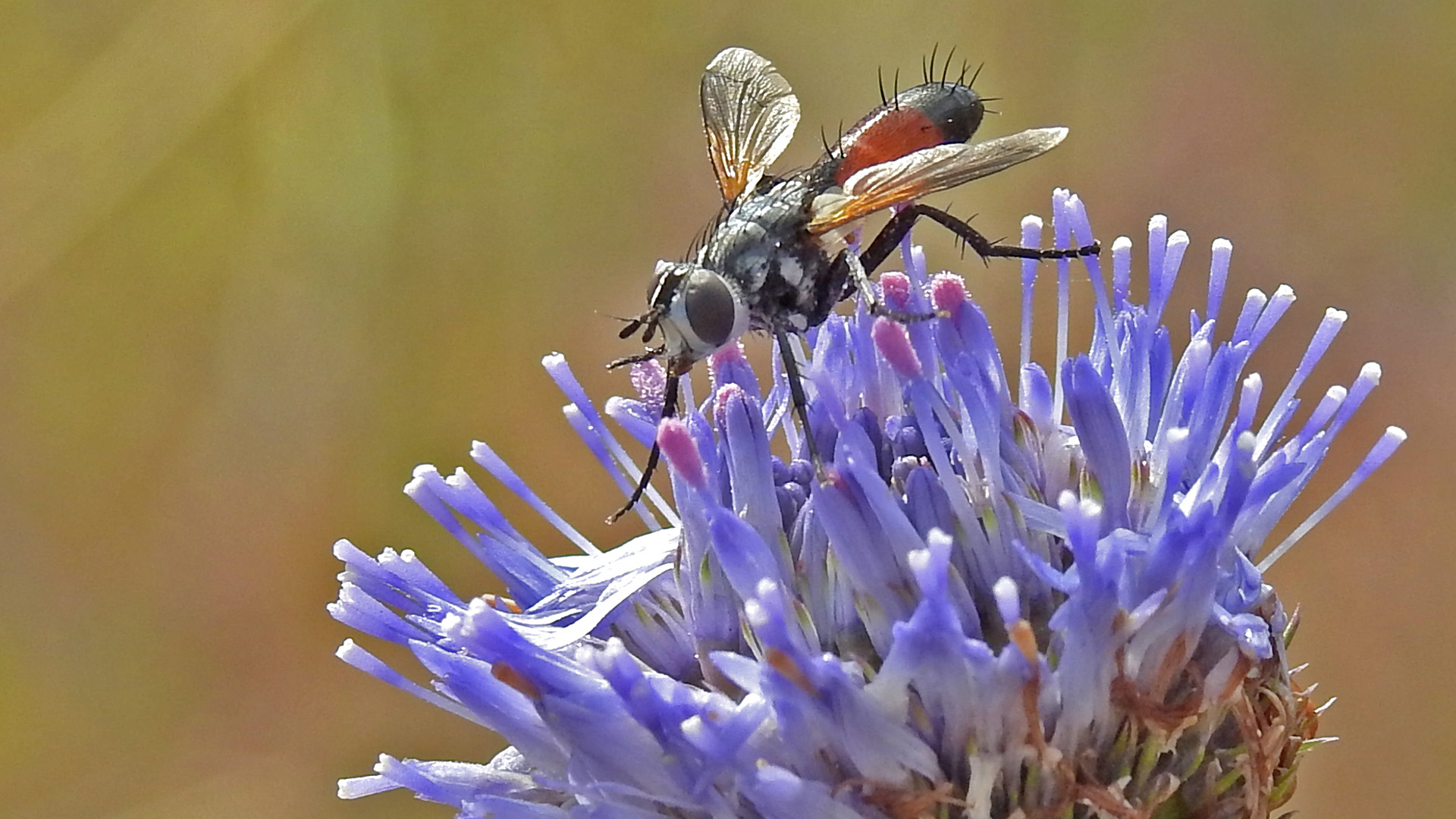 Insekt auf Blüte