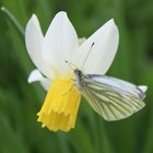 Insekt auf Blüte