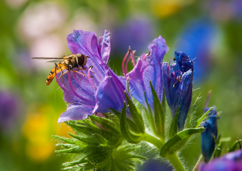 Insekt auf Blüte