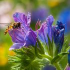 Insekt auf Blüte