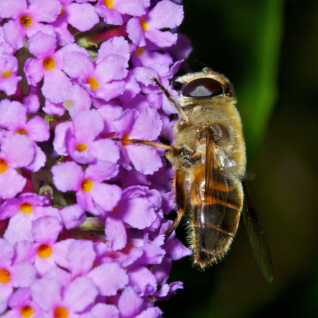 Insekt auf Blüte