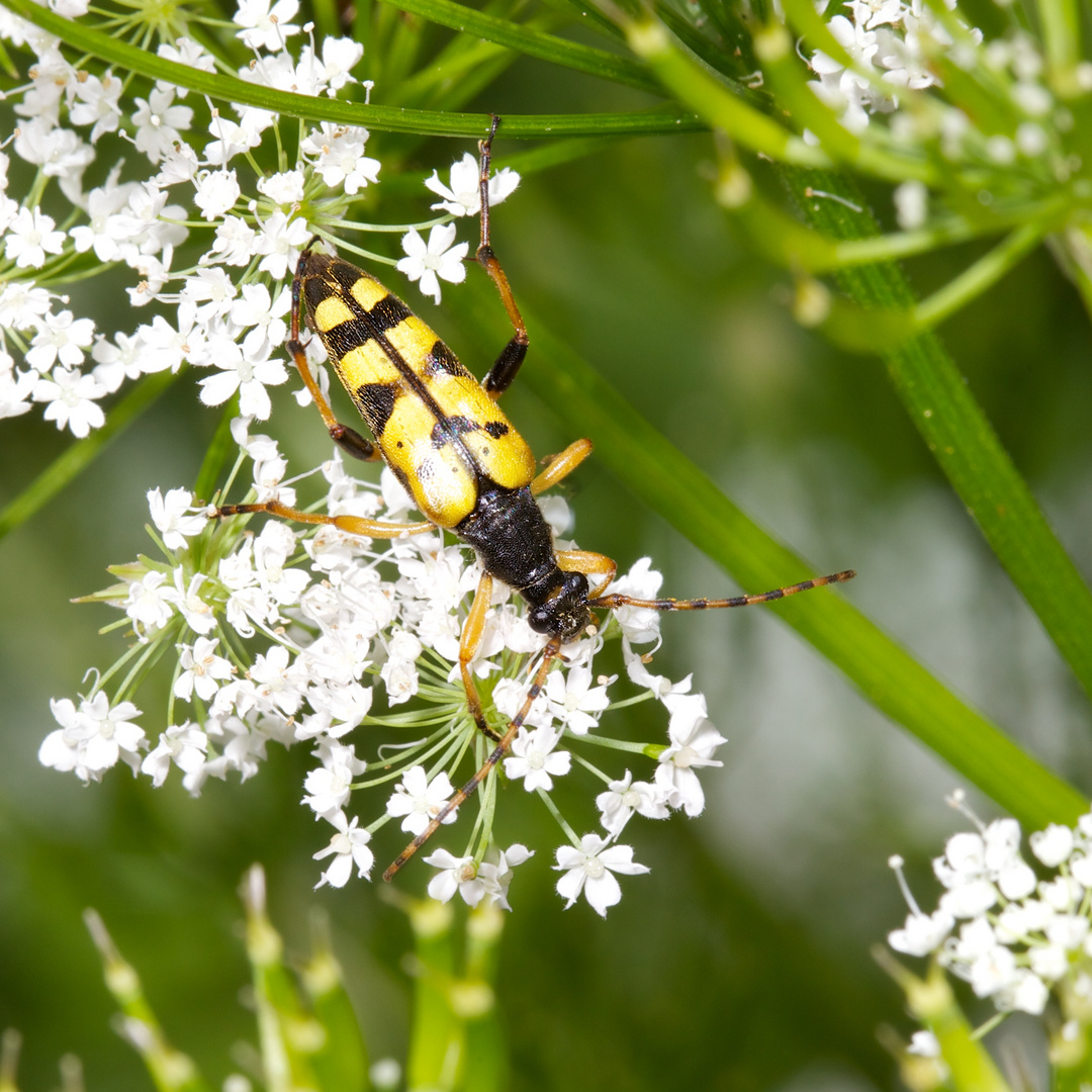 Insekt auf Blüte