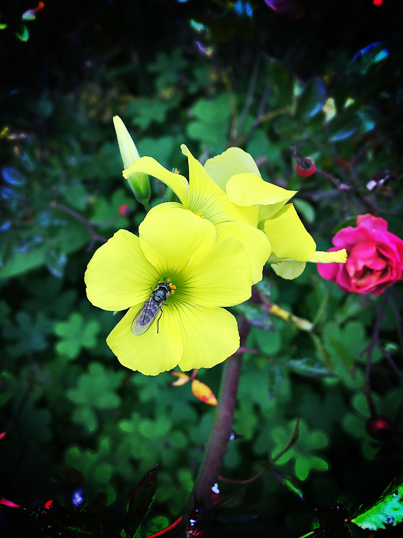 Insekt auf Blüte