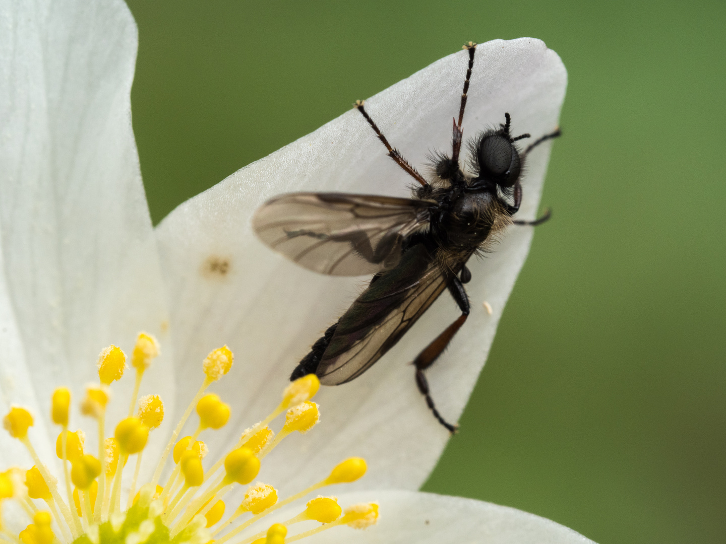 Insekt auf Blüte