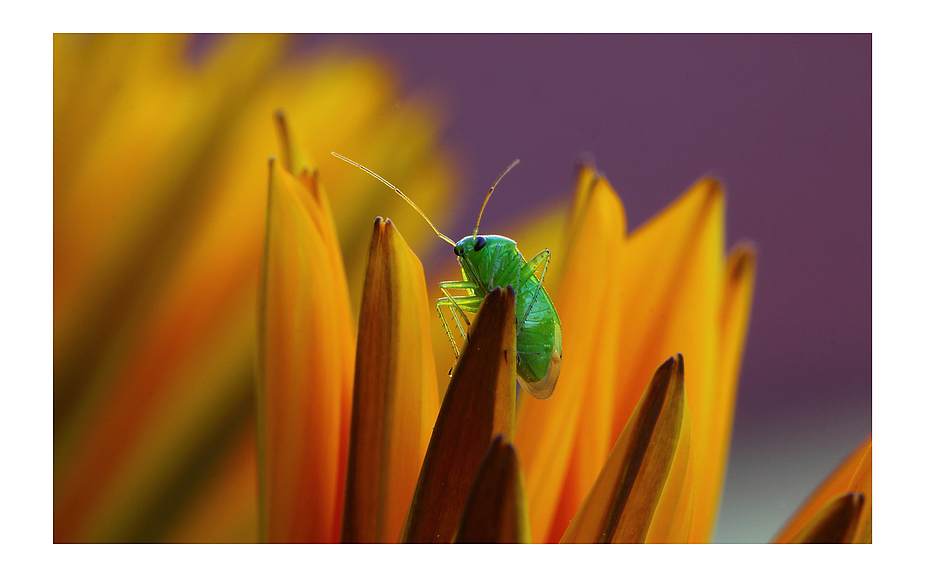 Insekt auf Blüte