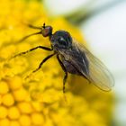 Insekt auf Blüte