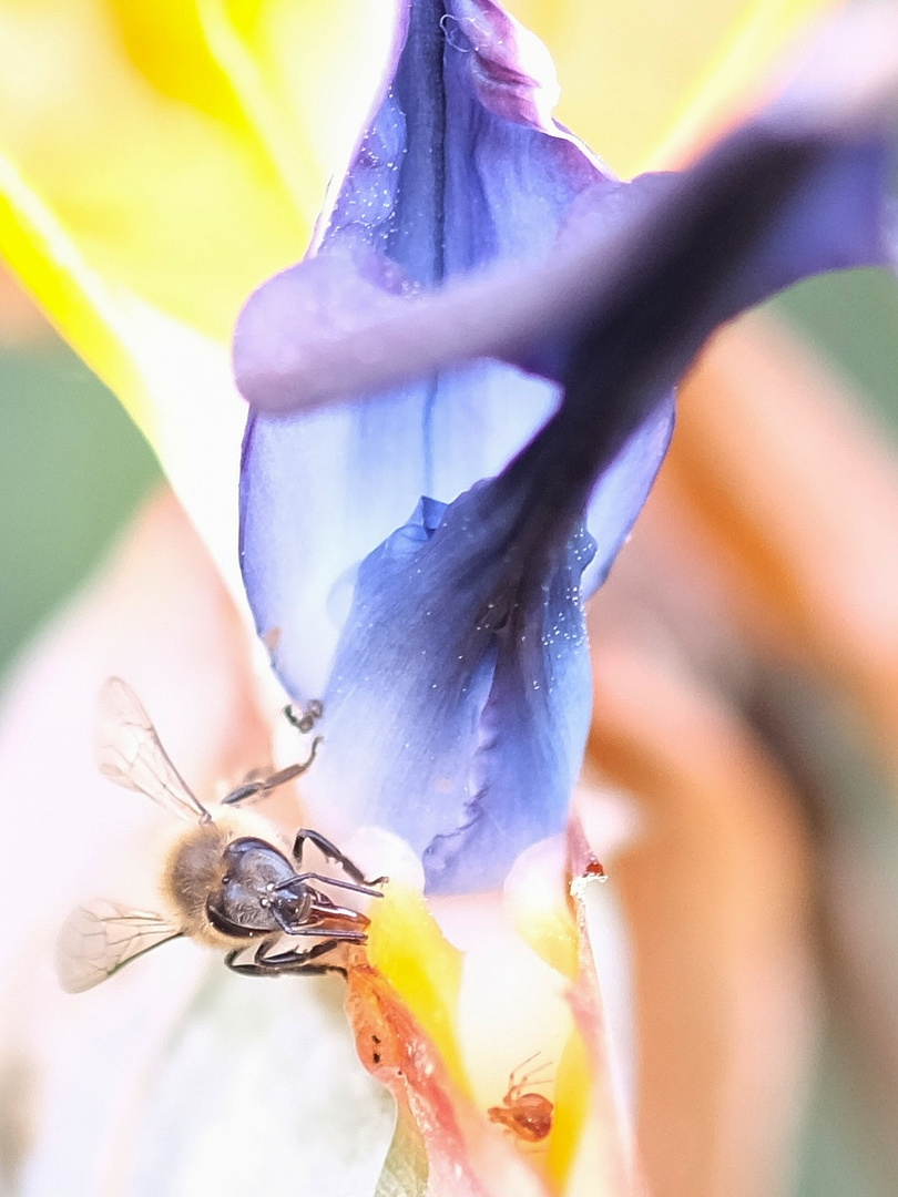 Insekt auf Blüte makro