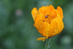 Insekt auf Blüte mit Tropfen