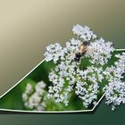 Insekt auf Blüten