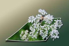 Insekt auf Blüten