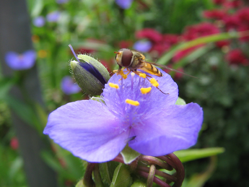 Insekt auf Blume