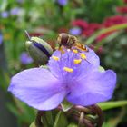 Insekt auf Blume