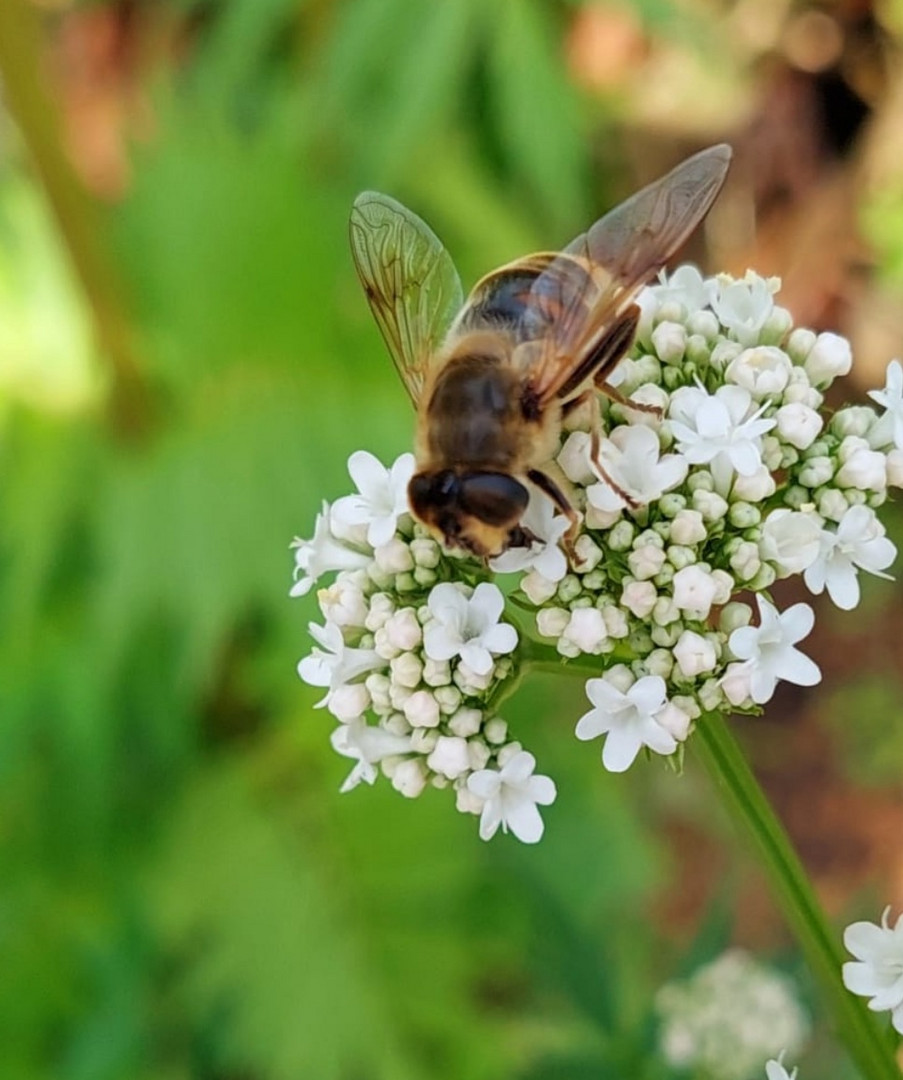 Insekt auf Blume