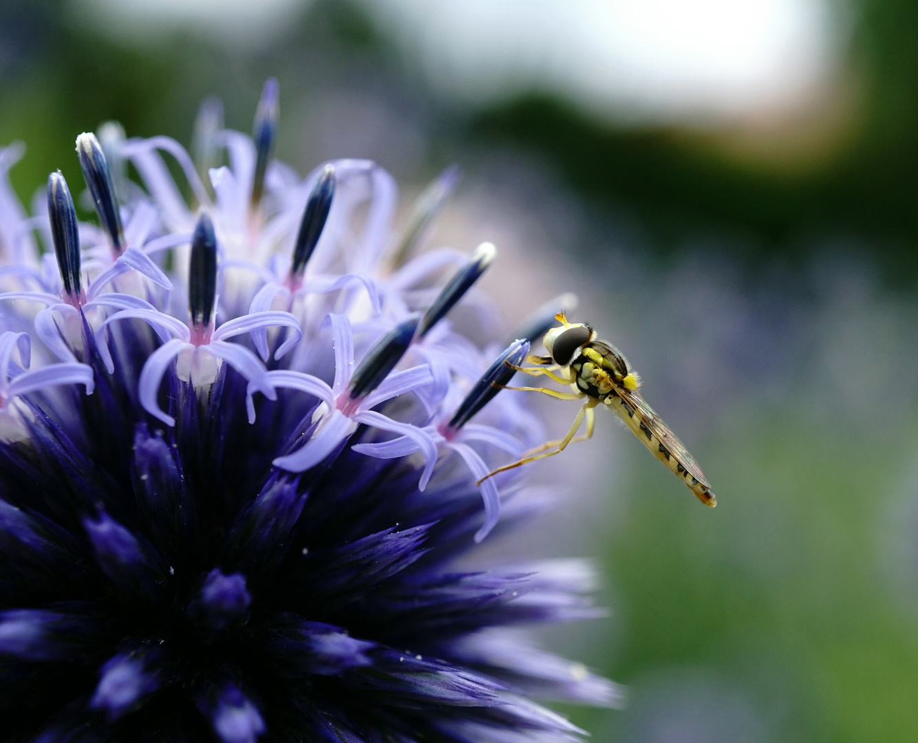 Insekt auf Blume