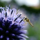 Insekt auf Blume