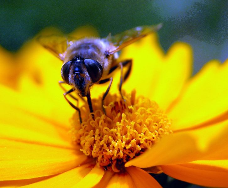 Insekt auf Blume