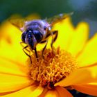 Insekt auf Blume