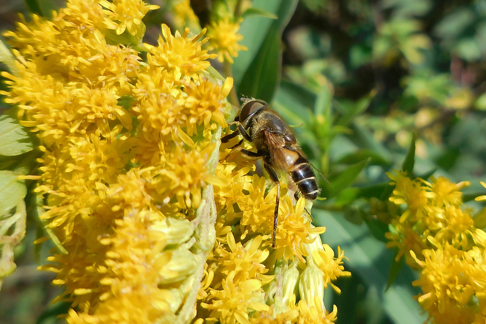 Insekt auf Blume