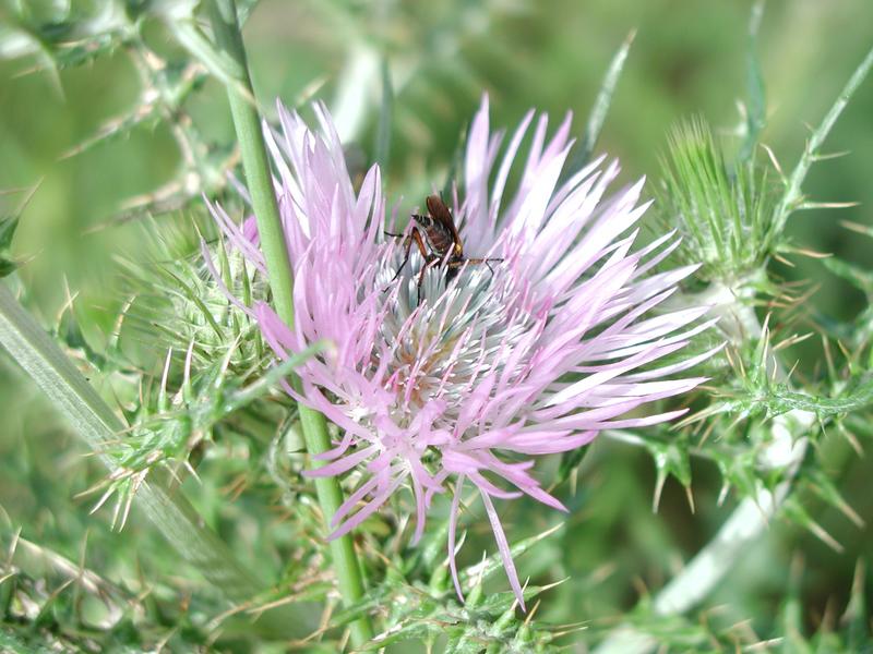 Insekt auf Blume!