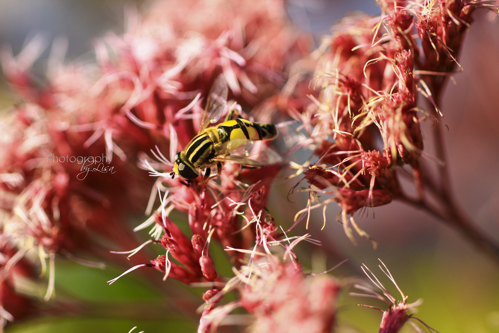 Insekt auf Blume