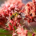 Insekt auf Blume